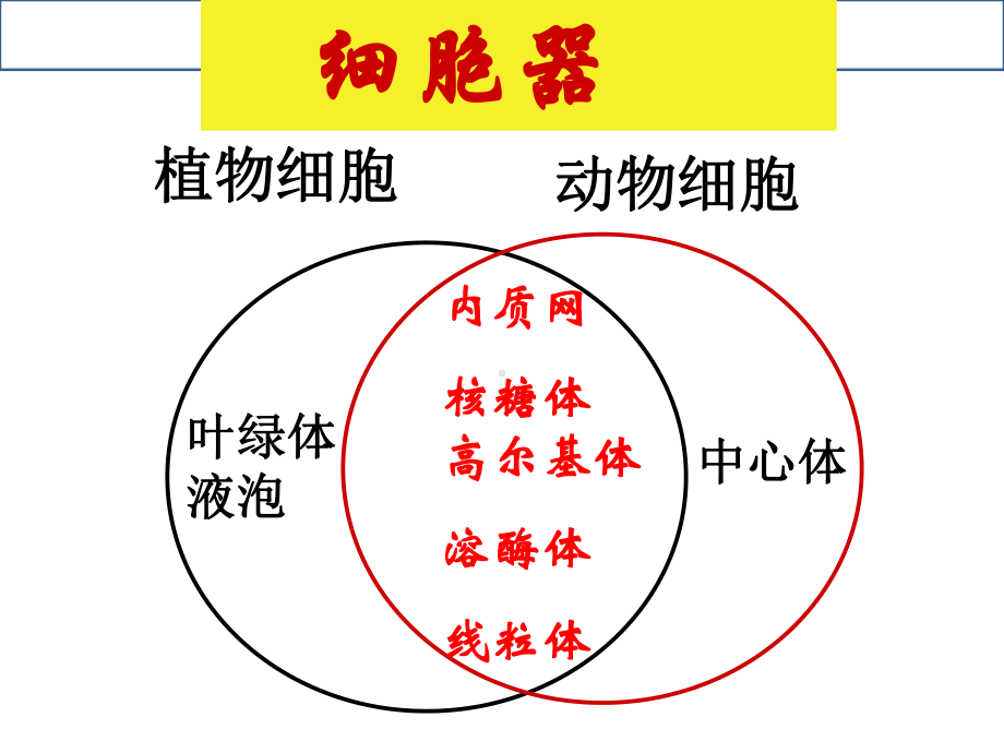 细胞质主题医学知识课件.ppt_第3页