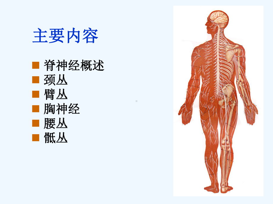 神经系统解剖凌树才神经系统总论脊神经课件.ppt_第2页