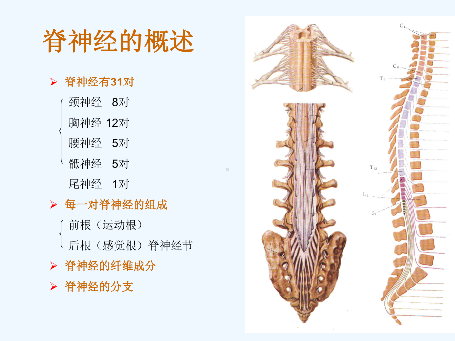 神经系统解剖凌树才神经系统总论脊神经课件.ppt_第3页