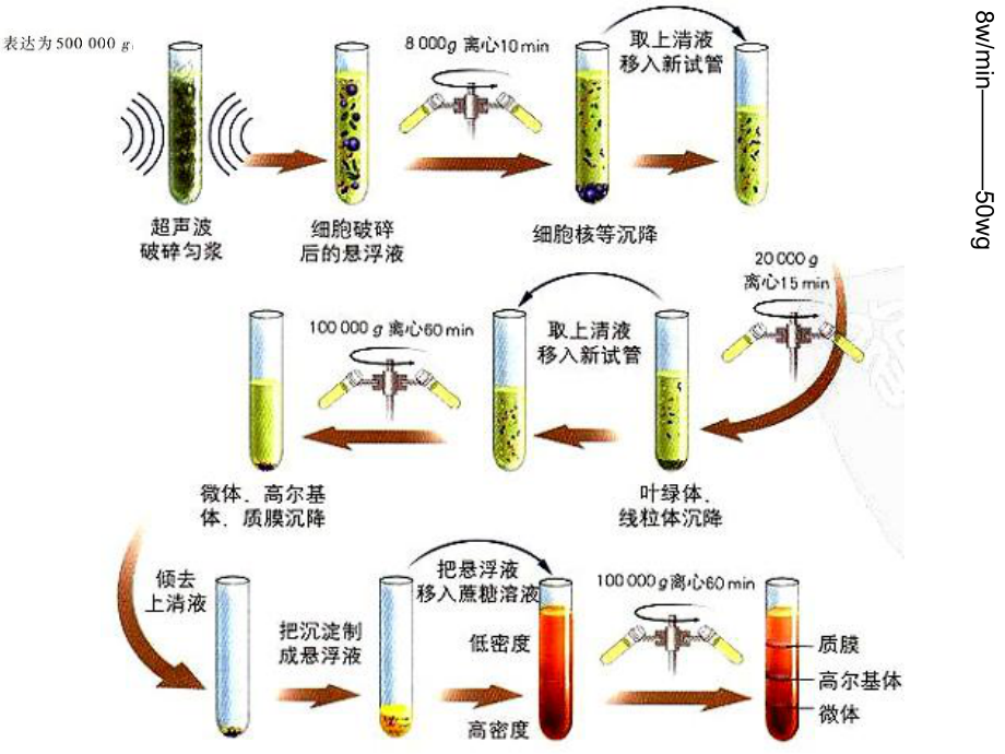 (新教材)细胞器之间的分工合作课件人教版2.ppt_第2页