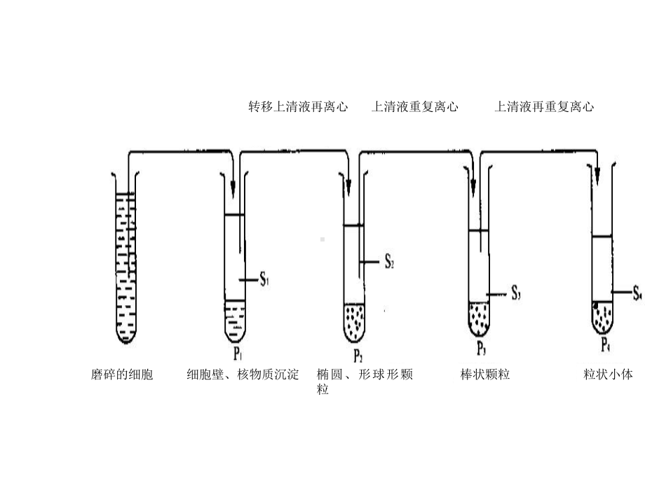 (新教材)细胞器之间的分工合作课件人教版2.ppt_第3页