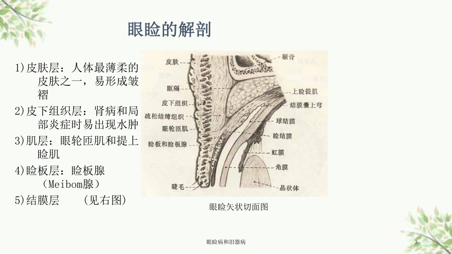 眼睑病和泪器病课件.ppt_第3页