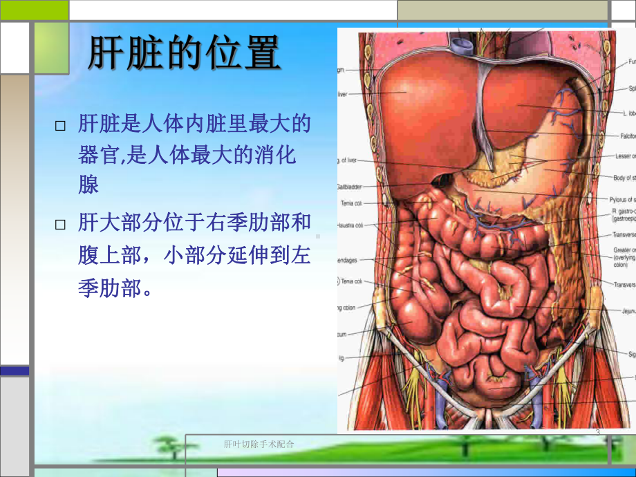 肝叶切除手术配合课件.ppt_第3页