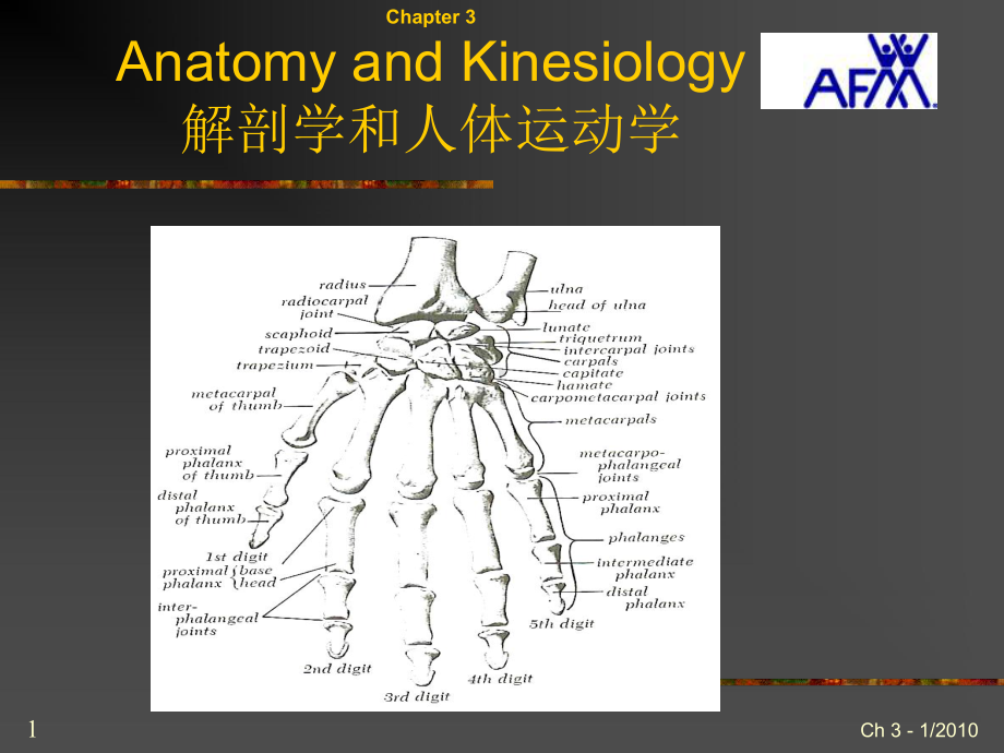 PT入职培训3解剖学与人体运动学课件.ppt_第1页