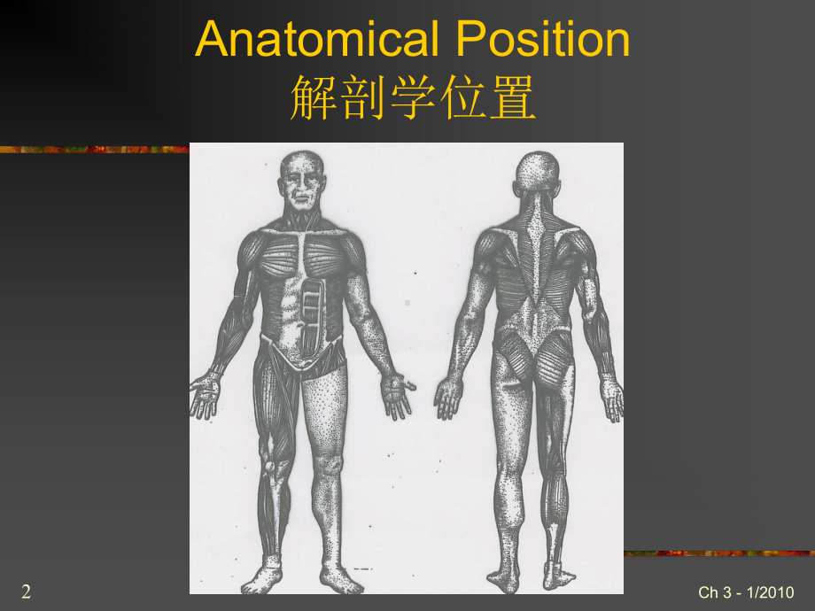 PT入职培训3解剖学与人体运动学课件.ppt_第2页