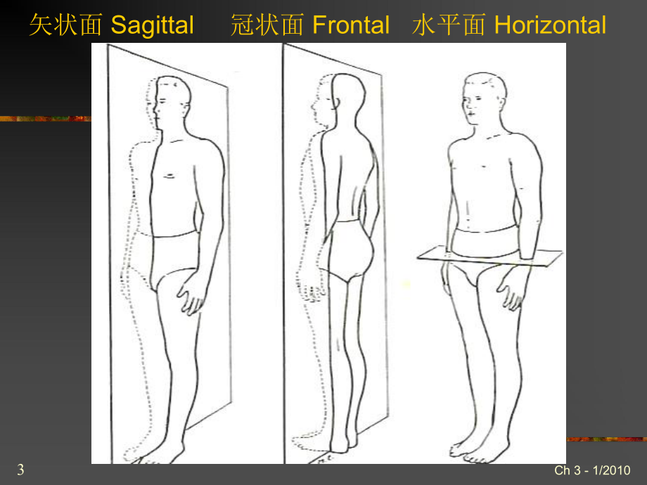 PT入职培训3解剖学与人体运动学课件.ppt_第3页