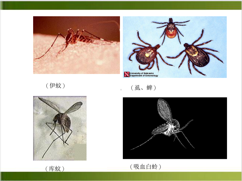 第三十章虫媒病毒和出血热病毒课件.ppt_第3页