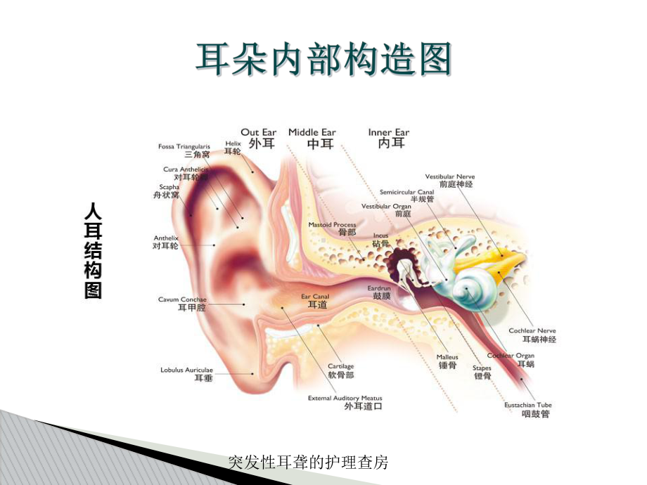 突发性耳聋的护理查房培训课件.ppt_第3页