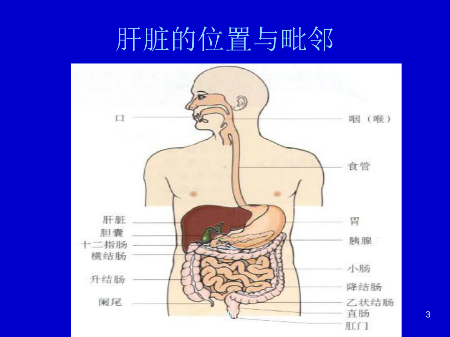 肝脏的分段与血管走行课件.ppt_第3页