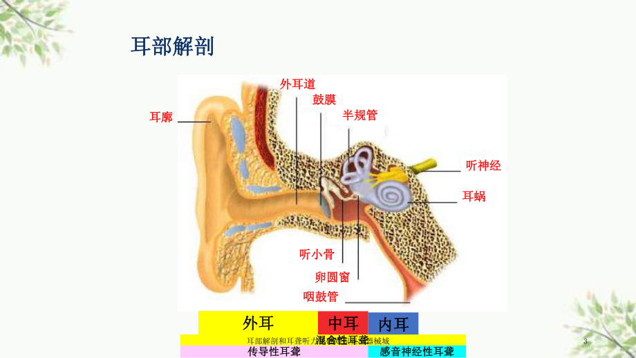 耳部解剖和耳聋听力基础知识亚洲器械城课件.ppt_第3页