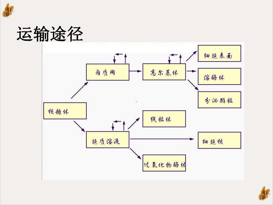 细胞物质运输医学细胞生物学示范课件.ppt_第3页