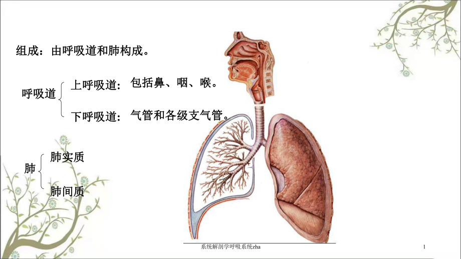 系统解剖学呼吸系统zha课件.ppt_第1页