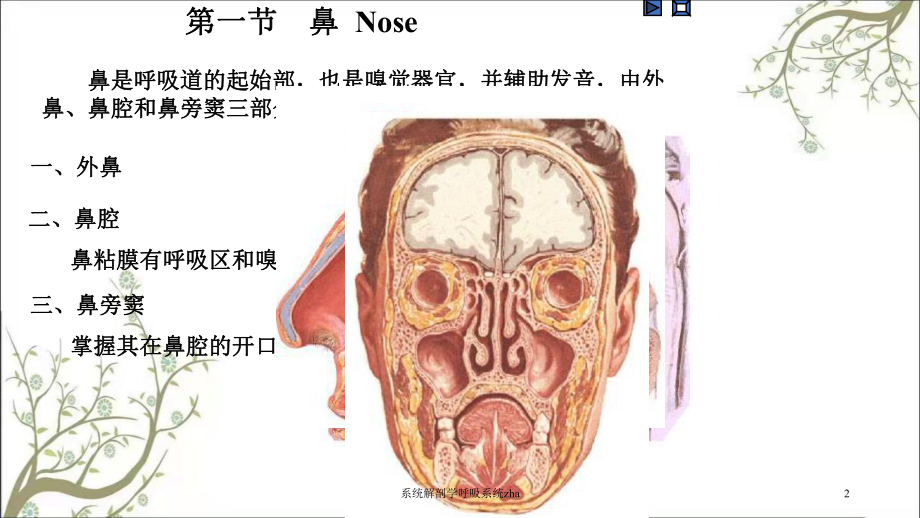 系统解剖学呼吸系统zha课件.ppt_第2页