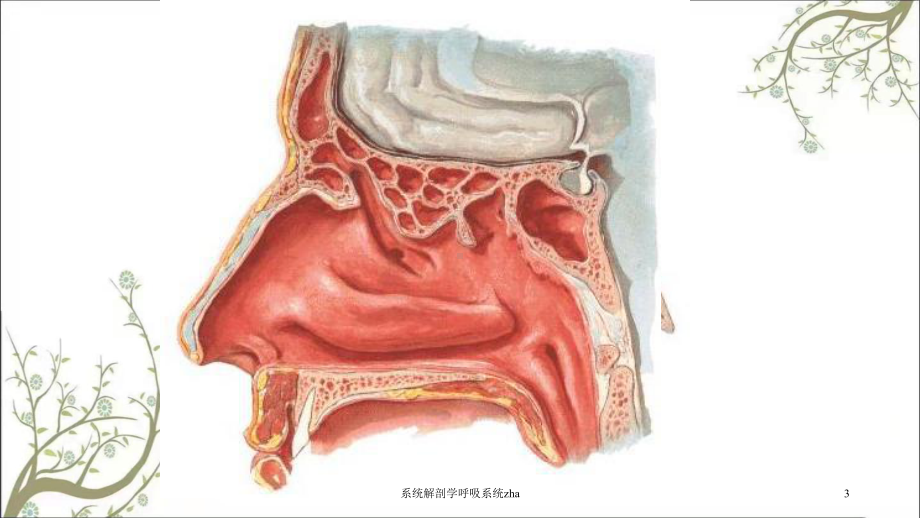 系统解剖学呼吸系统zha课件.ppt_第3页