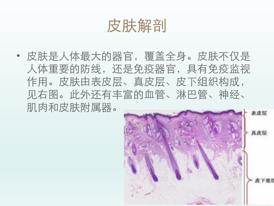 皮肤疾病的超声诊断课件.ppt_第3页