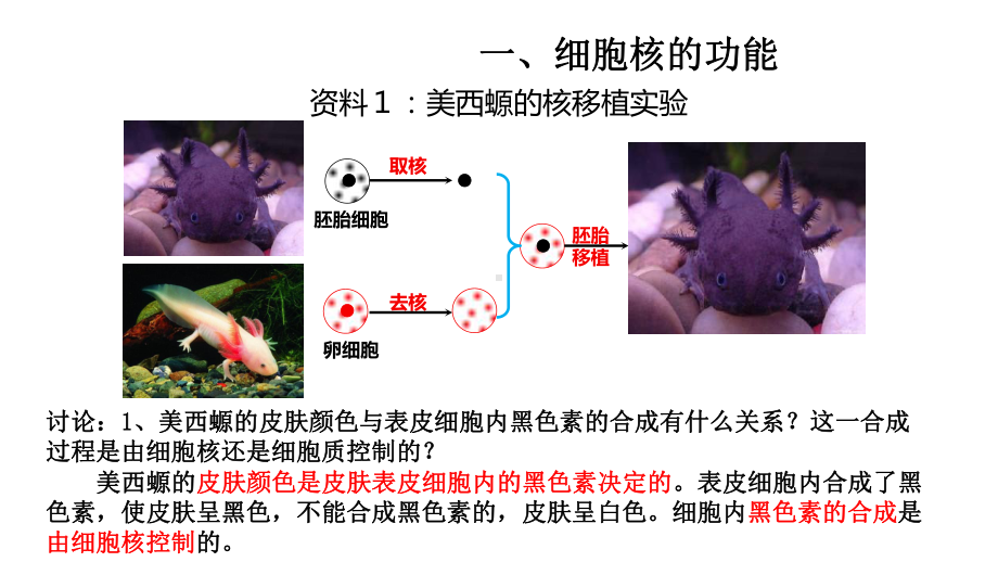 (新教材)细胞核的结构和功能教学课件人教版1.pptx_第3页