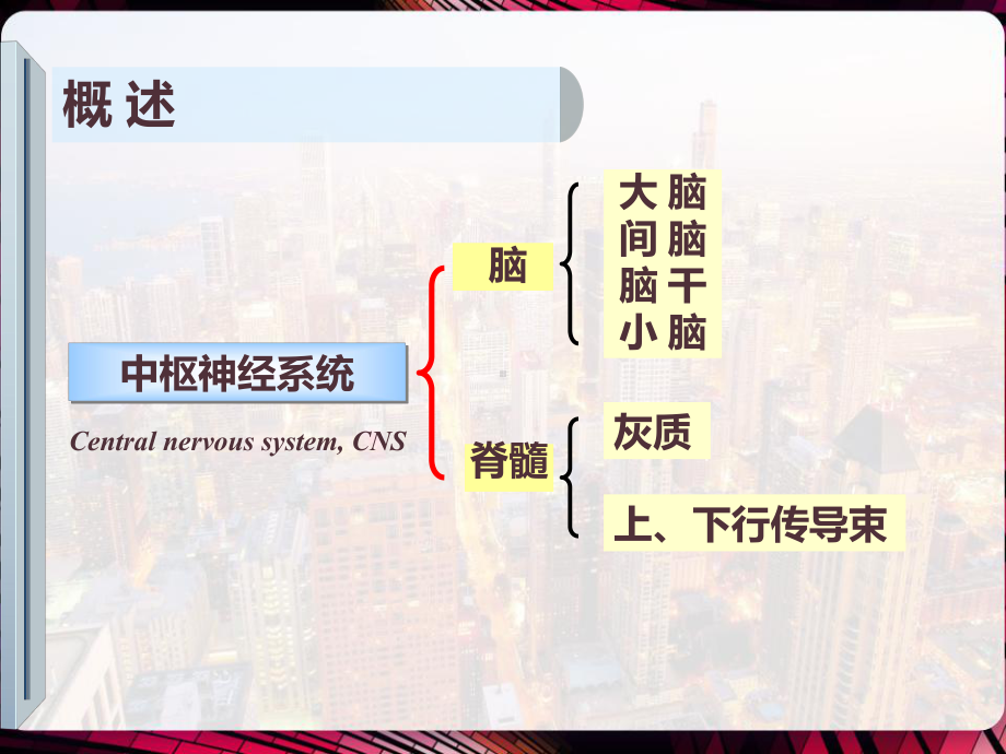 神经系统定位诊断神经系统传导通路及定位诊断-课件.pptx_第2页