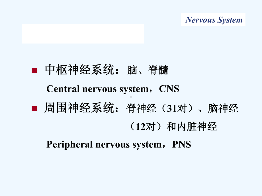 神经总论某大学基础医学院解剖学与组织胚胎学系课件.ppt_第2页