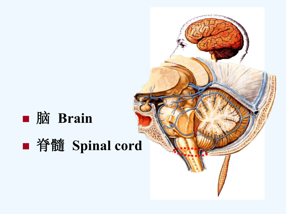 神经总论某大学基础医学院解剖学与组织胚胎学系课件.ppt_第3页