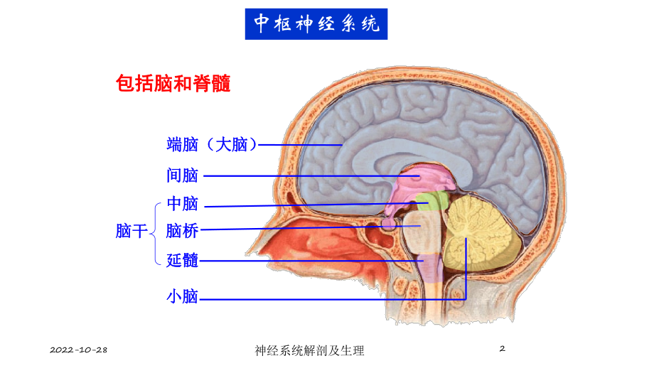 神经系统解剖及生理培训课件.ppt_第2页