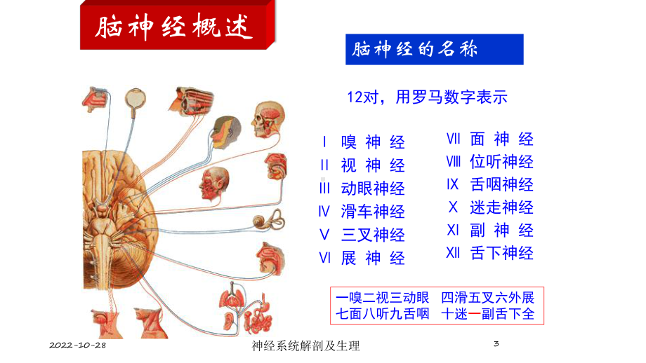 神经系统解剖及生理培训课件.ppt_第3页