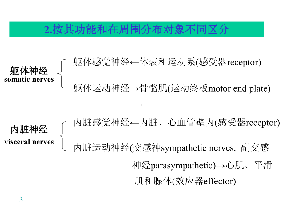 神经系统-nervous-system-课件.ppt_第3页