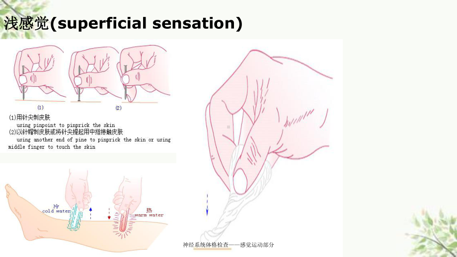 神经系统体格检查-感觉运动部分课件.ppt_第3页