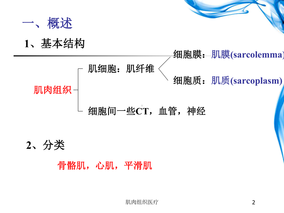 肌肉组织医疗培训课件.ppt_第2页