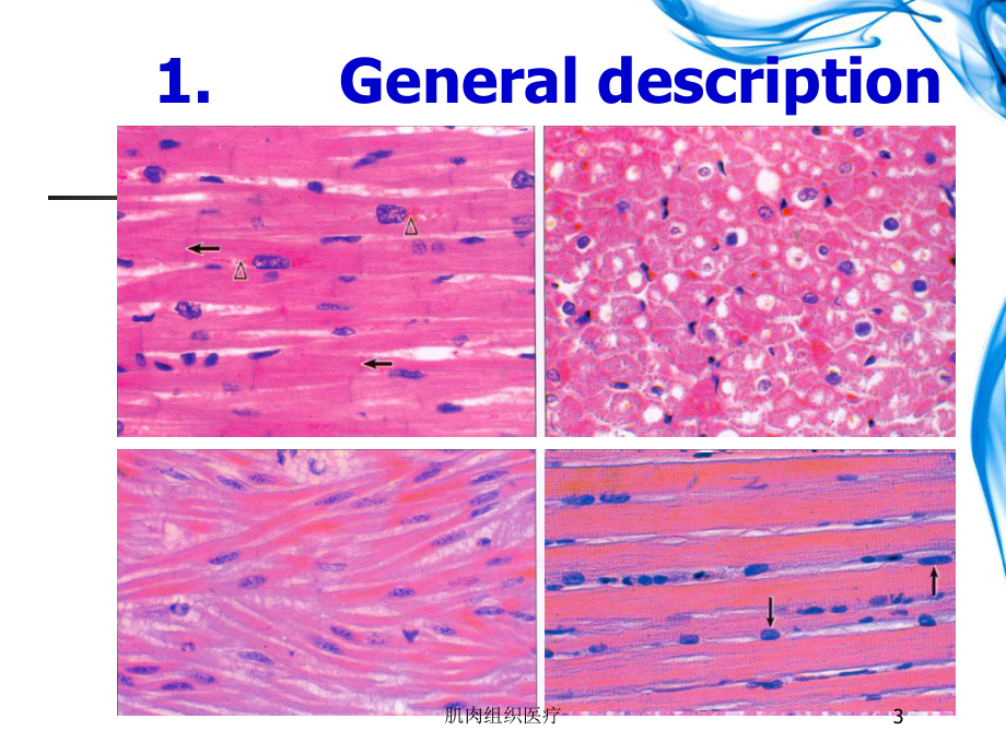 肌肉组织医疗培训课件.ppt_第3页