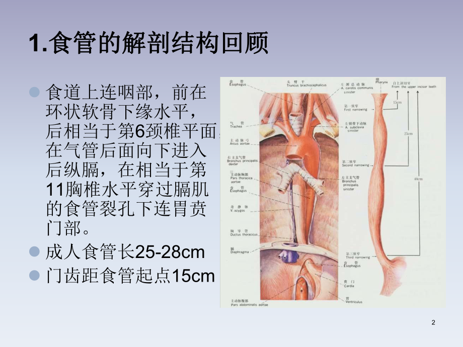 精选食管癌病人的护理课件.pptx_第2页