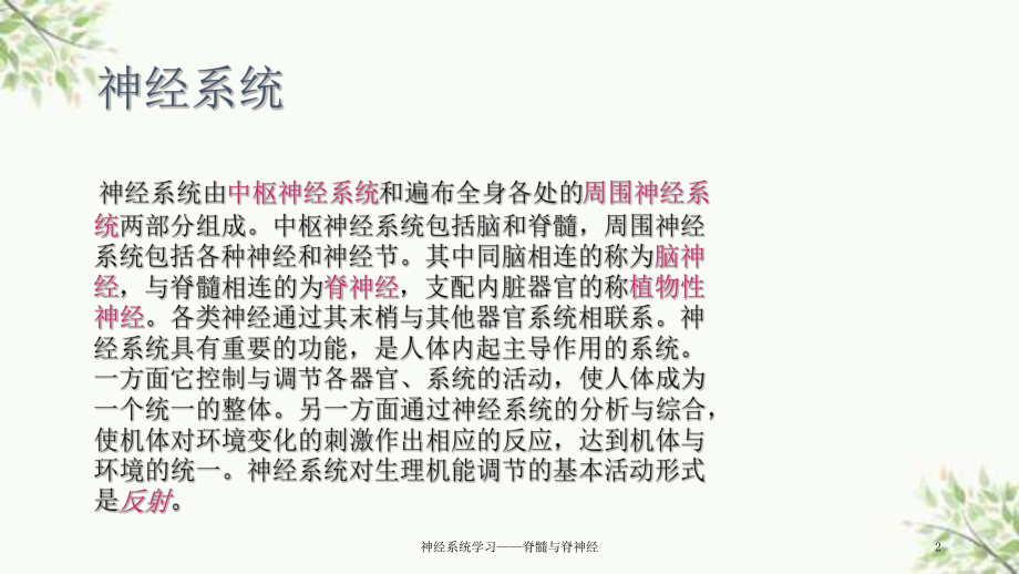 神经系统学习-脊髓与脊神经课件.ppt_第2页