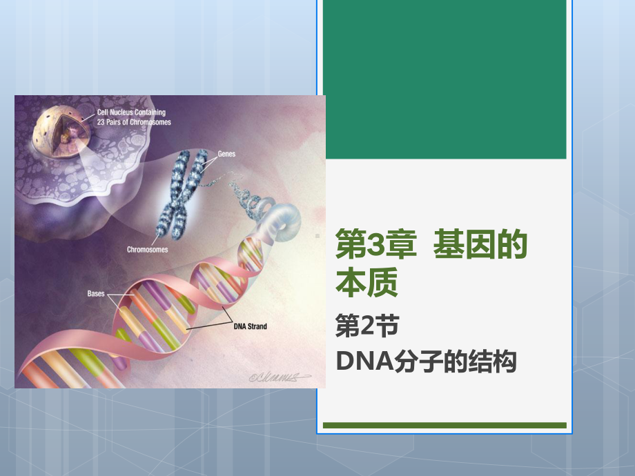 (新教材)高中生物《DNA的结构》课件人教版2.ppt_第1页