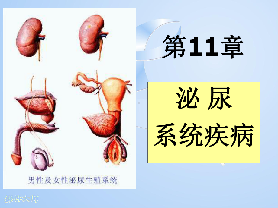 十一章泌尿系统疾病课件.pptx_第1页