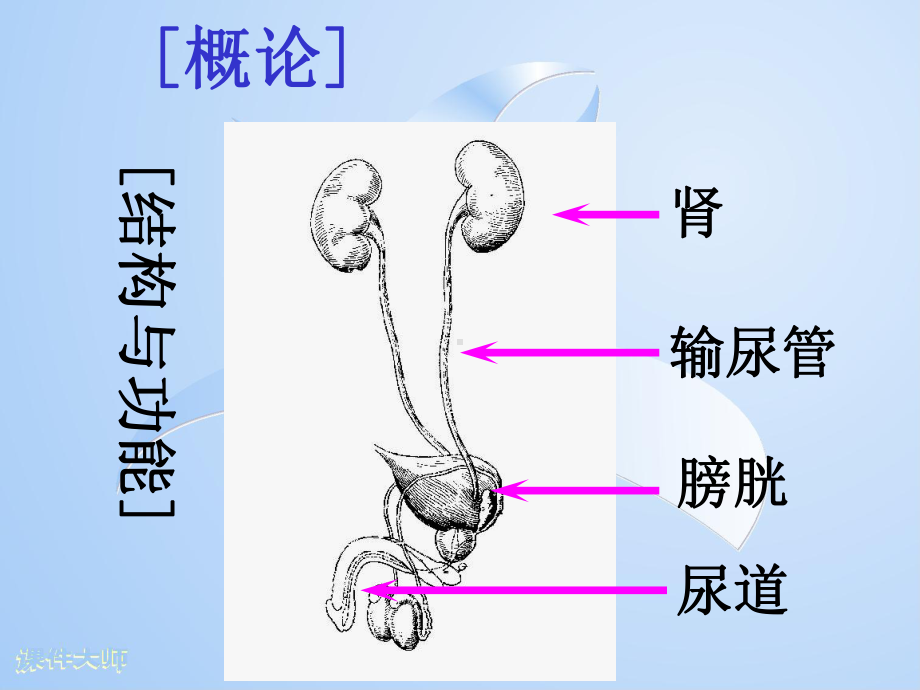 十一章泌尿系统疾病课件.pptx_第2页