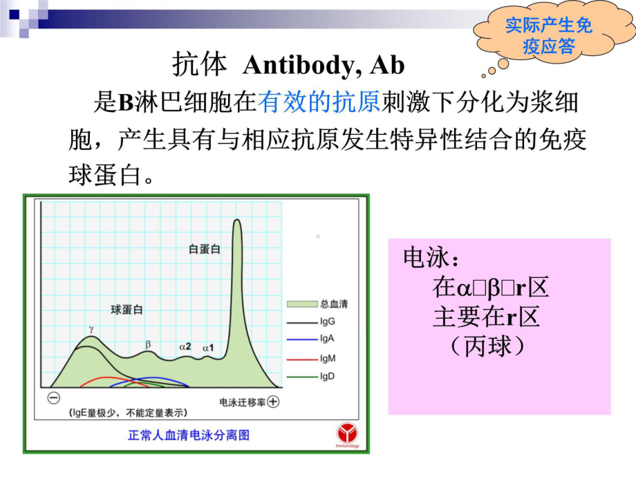 4章-免疫球蛋白-课件.ppt_第2页