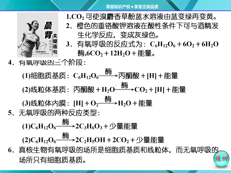 第1部分第5章第3节ATP的主要来源-细胞呼吸课件.pptx_第3页