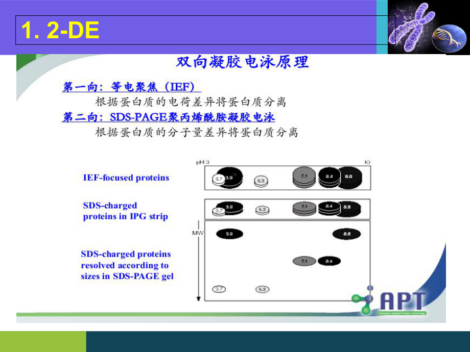 DDIGE(荧光差异双向电泳)总结课件.ppt_第3页