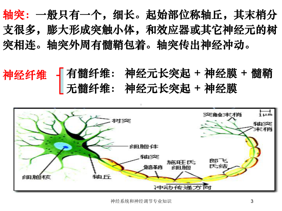 神经系统和神经调节专业知识培训课件.ppt_第3页