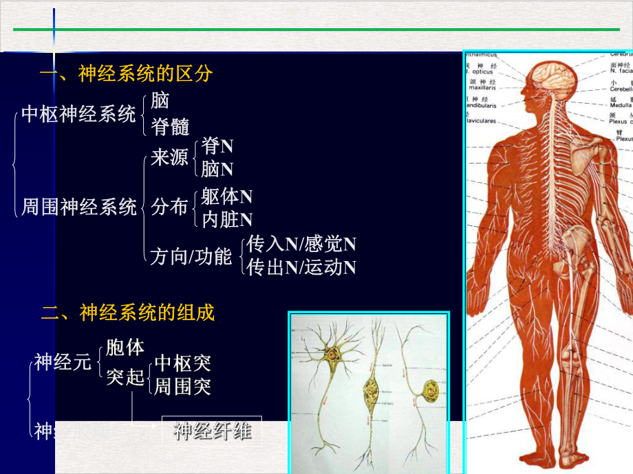 神经系统药学课件完整版.pptx_第2页