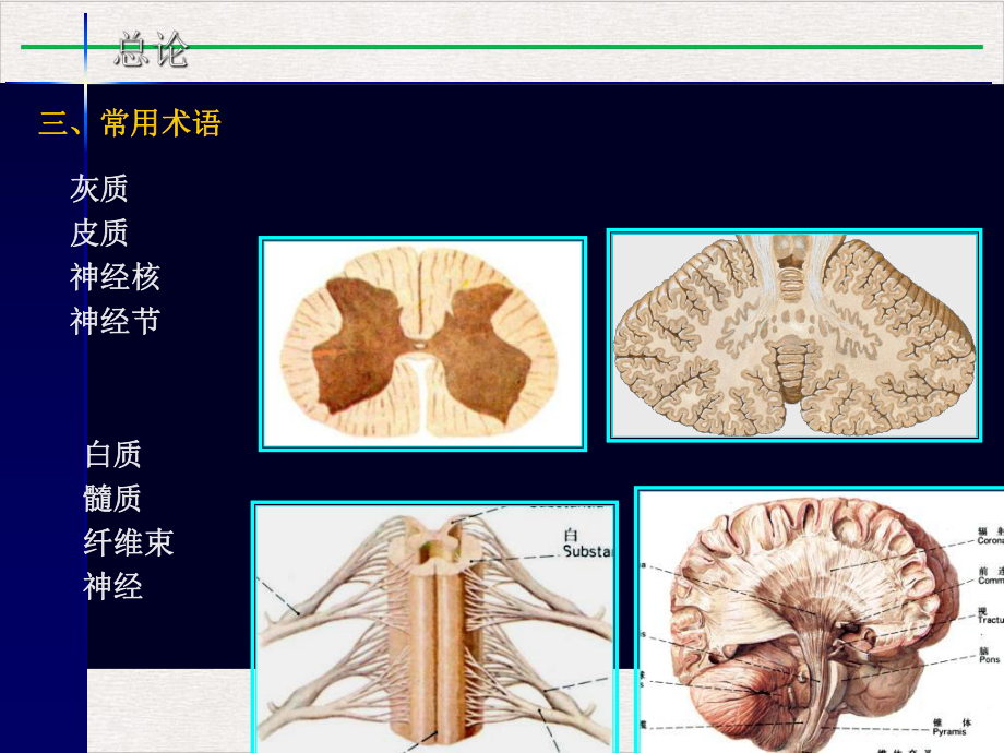 神经系统药学课件完整版.pptx_第3页