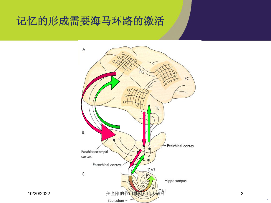 美金刚的作用机制和临床研究培训课件.ppt_第3页