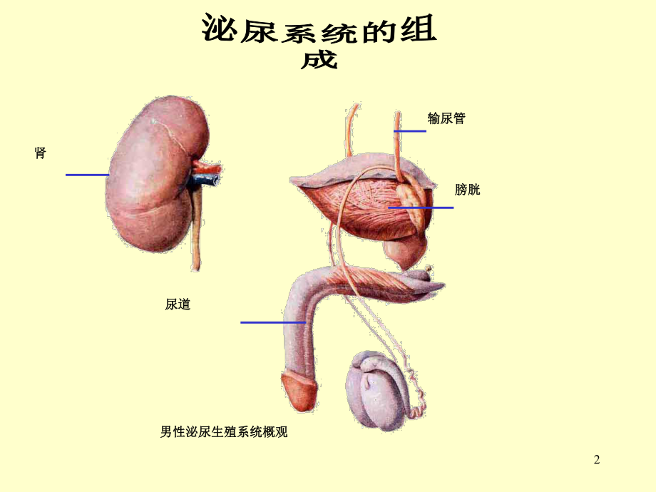 组织学与胚胎学泌尿系统-2-课件.ppt_第2页