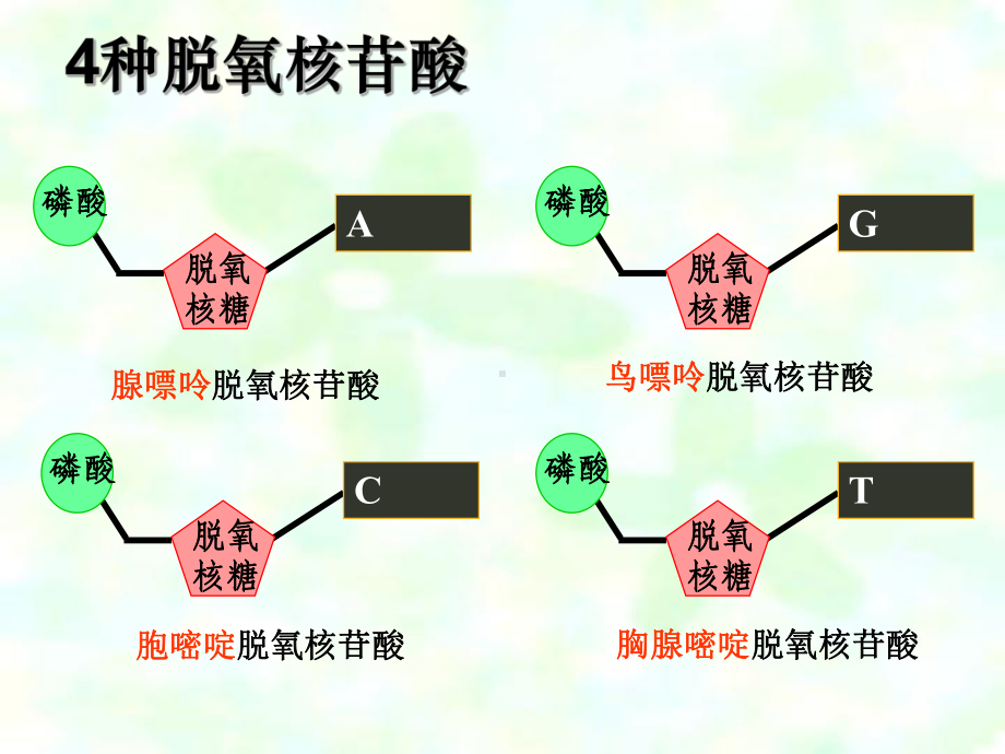 DNA分子的结构课件.pptx_第3页