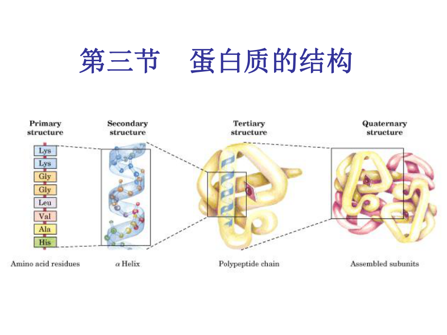 -蛋白质化学-结构课件.ppt_第1页