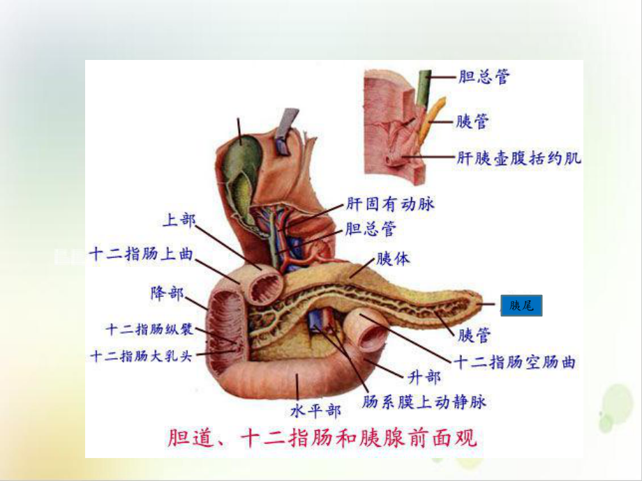 四章消化系统胰腺及腹膜课件.ppt_第3页