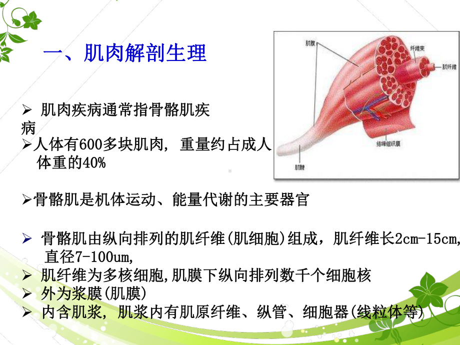 肌肉疾病诊断及治疗课件.ppt_第3页