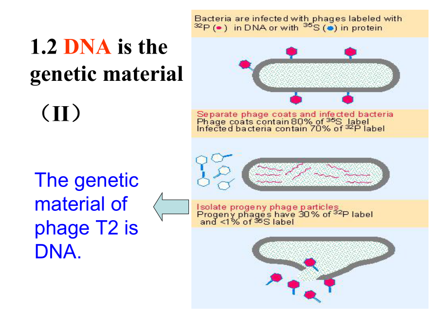 2DNA的结构与特点课件.ppt_第3页