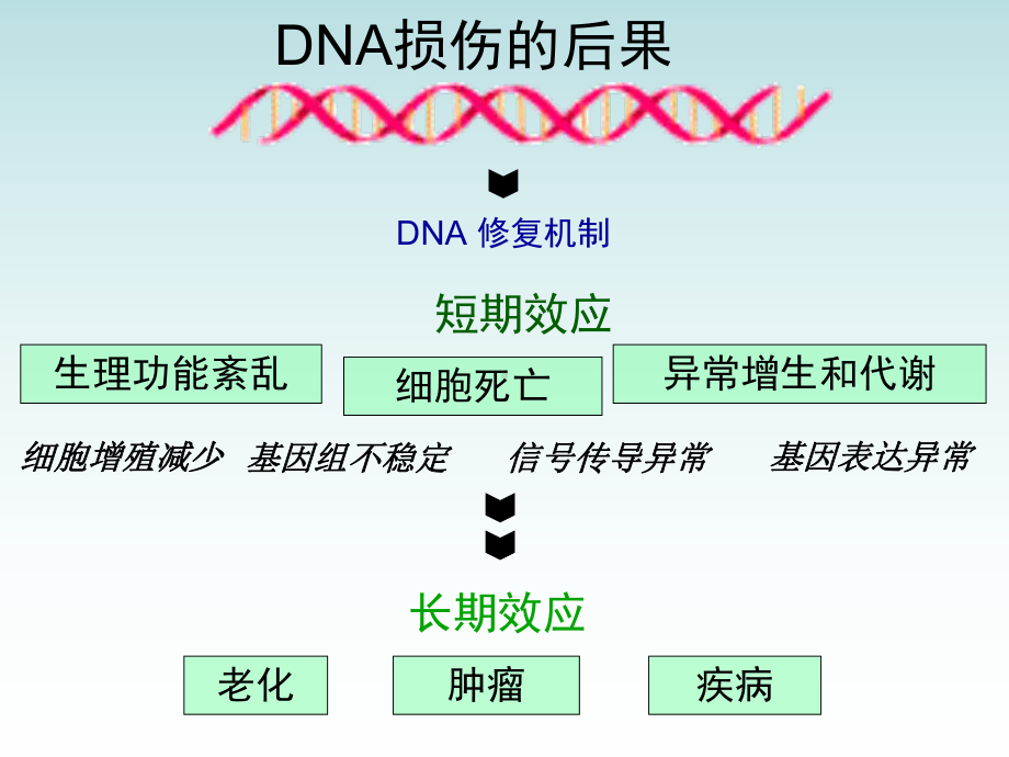 DNA损伤修复变课件.ppt_第3页