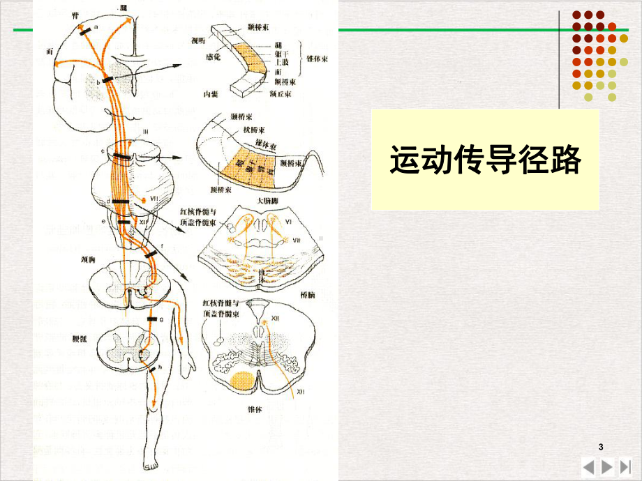 神经内科症状病因课件.pptx_第3页