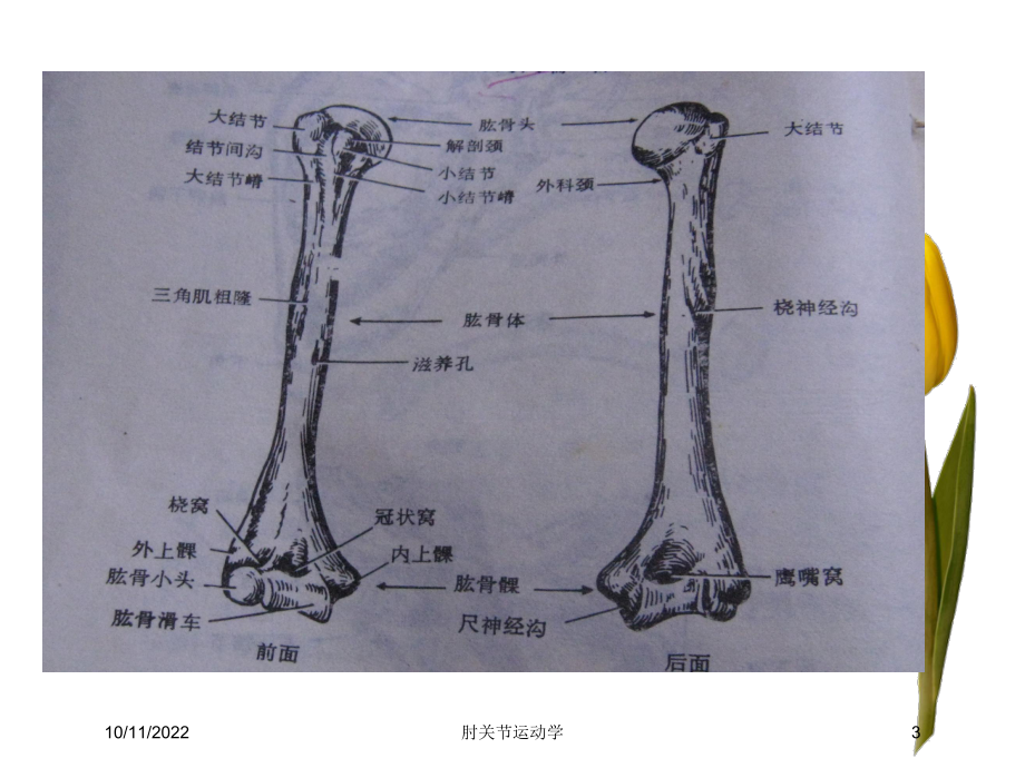 肘关节运动学培训课件.ppt_第3页